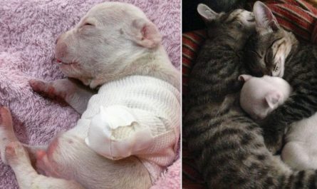 His Mother Tried To Eat Him At Birth, So Some Kitties Became His Surrogate