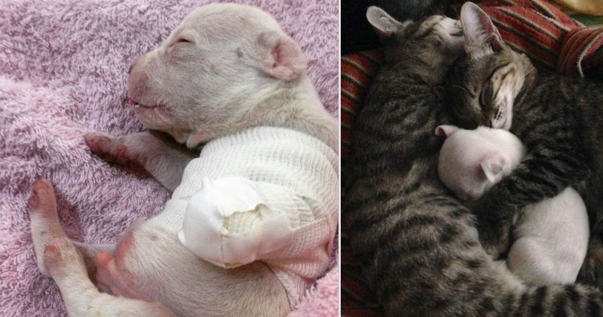 His Mother Tried To Eat Him At Birth, So Some Kitties Became His Surrogate