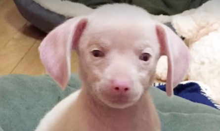 Hog the pink puppy is blind and deaf all due to a bad dog breeder