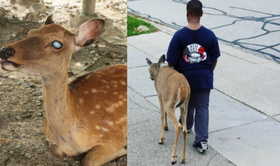 Little Kid Seen Helping Blind Deer Every Morning Before School