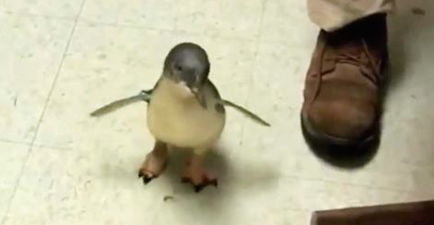 Little Penguin Looks Around For His Caretaker At The Zoo And Goes Nuts When He Lastly Locates Him For A Belly Rub