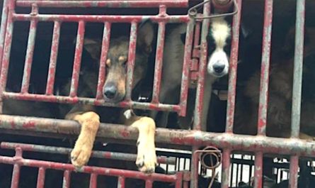 Locals See Truck Filled With Dogs Heading To A Meat Farm And Follow To Intervene