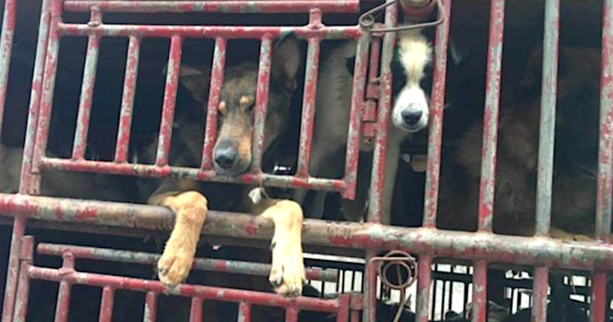Locals See Truck Filled With Dogs Heading To A Meat Farm And Follow To Intervene