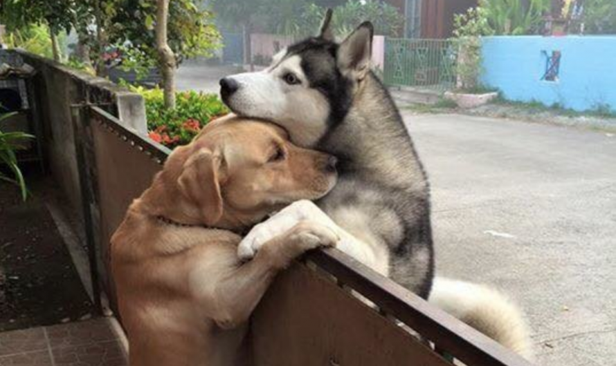 Lonely Dog Leaves His Backyard All Because He Wants A Hug From His Buddy