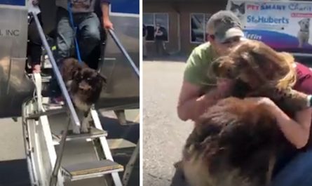 Lost Dog Steps Off The Airplane To The Family She Hasn't Seen In 2 Years