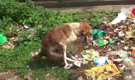 Paralyzed Dog Found Amongst The Garbage With His Back Legs Tied Together