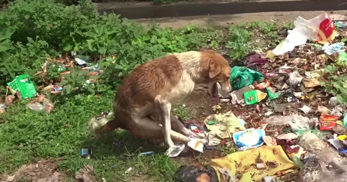 Paralyzed Dog Found Amongst The Garbage With His Back Legs Tied Together