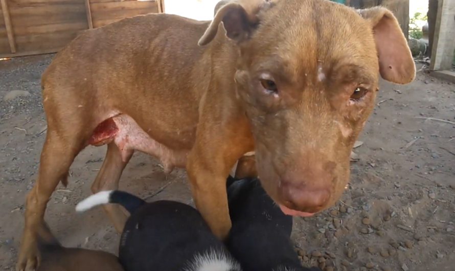 Pregnant Dog Was Abandoned Only For Her Owner To Return For Her Pups Each Time