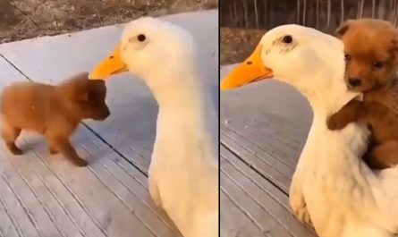 Puppy Meets A Duck For The Very First Time And Takes To It For A Lovable Hug