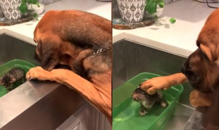 Rescue Dog Comforts Foster Kitty During His First Shower