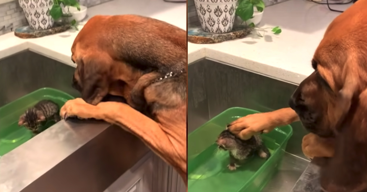 Rescue Dog Comforts Foster Kitty During His First Shower