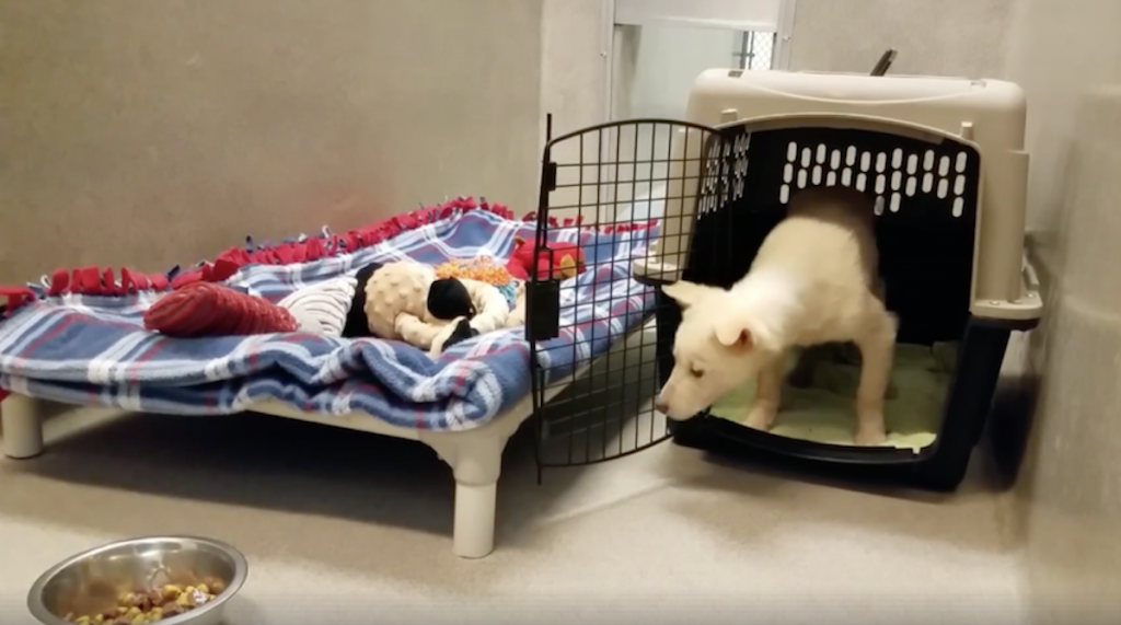 Rescue Dog Hesitant To Leave Dog Crate And Take First Step Towards