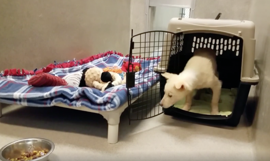 Rescue Dog Hesitant To Leave Dog Crate And Take First Step Towards New Life