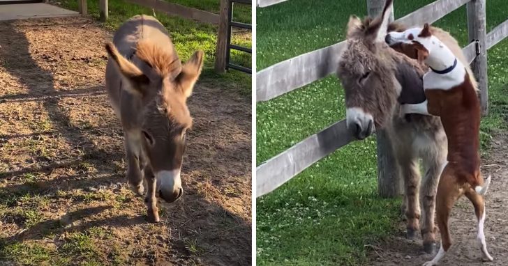 Shy Donkey Who 'Does Not Like People Or Dogs' Meets Pit Bull Who Changes Everything