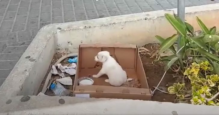 Small Puppy Left Outside Of A Supermarket Sat Crying Out For Help