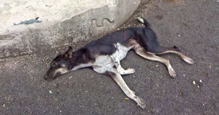 Stray Dog Might Only Stare Back As He Lay Motionless In The Middle Of The Roadway