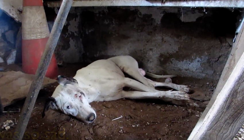 Stray Dog Not Able To Walk Found In An Old, Abandoned Store Room
