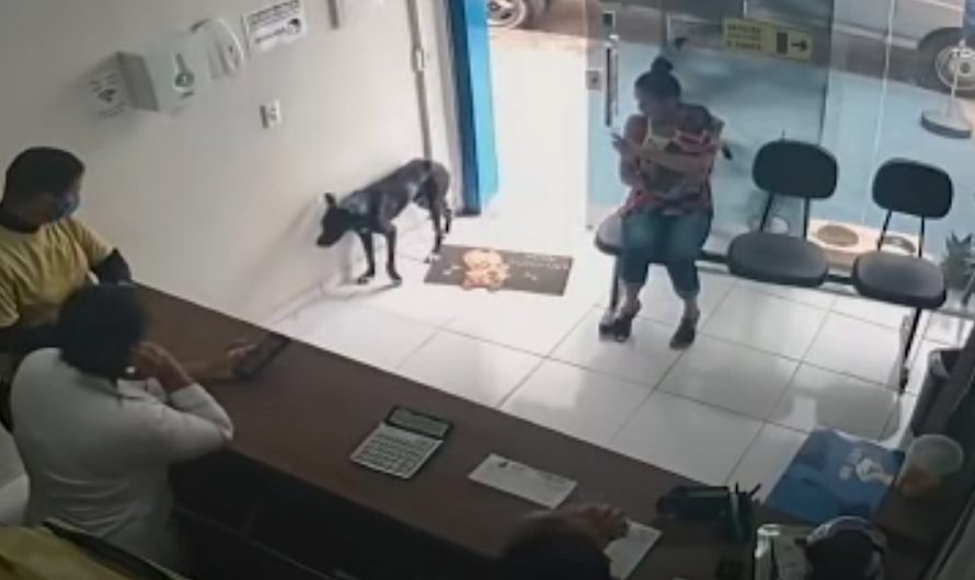 Stray Dog Wanders Into Veterinarian Clinic Unassisted Favoring His Front Paw