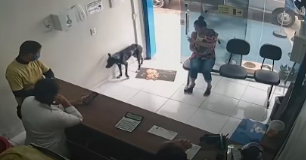 Stray Dog Wanders Into Veterinarian Clinic Unassisted Favoring His Front Paw