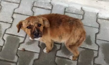 Stray Pup Follows Couple Home From The Shop, And They Let Him In