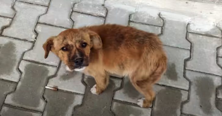 Stray Pup Follows Couple Home From The Shop, And They Let Him In