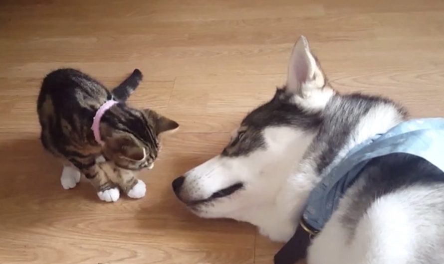 The New Kitty Goes In For A Kiss On The Sleeping Husky