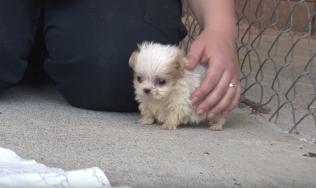 Tiny Pup Rescued From A Puppy Mill Is Presented To A New Friend To Start His New Life
