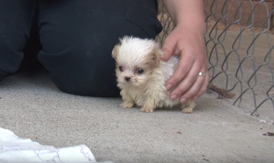 Tiny Puppy Rescued From A Pup Mill Is Presented To A New Friend To Start His New Life