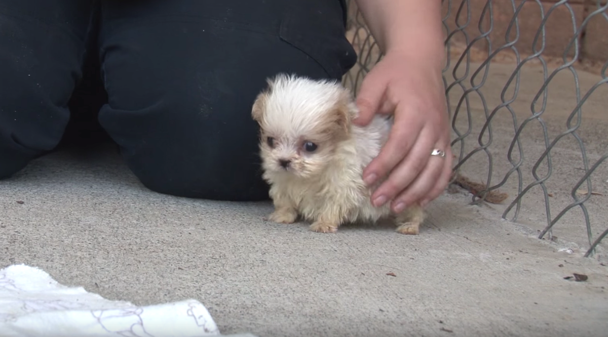 Tiny Pup Rescued From A Puppy Mill Is Presented To A New Friend To Start His New Life