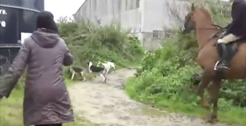 Woman Faces A Pack Of Canines To Save A Fox As Hunters Yell At Her