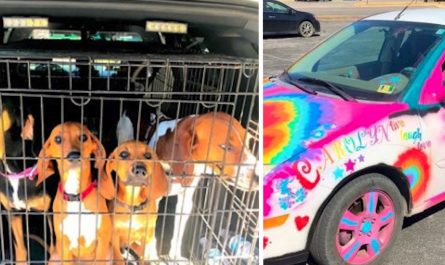 4 Dogs Found Locked In Hot Car, Couple Says They Forgot Dogs Remained In There