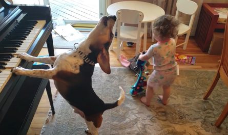Baby Begins Dancing, And The Dog Comes Over And Also Plays The Piano