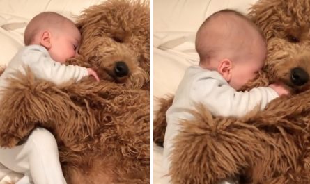 Baby Cuddles With Goldendoodle And Also Falls Asleep In His Paws