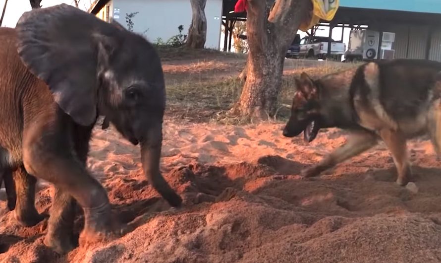 Baby Elephant Is Declined By The Herd, Finds Friendship In A Friendly Pup