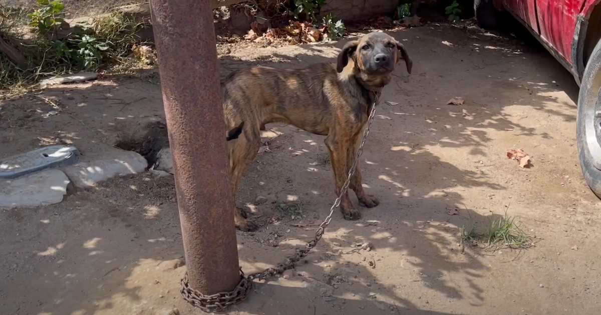 Chained Puppy Tried Terrifying Them With Barks, Yet His Collar Was Choking Him