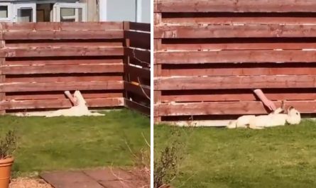 Dog Constantly Heads To The Fence When Let Out, After That Mom Sees An Arm Come Through