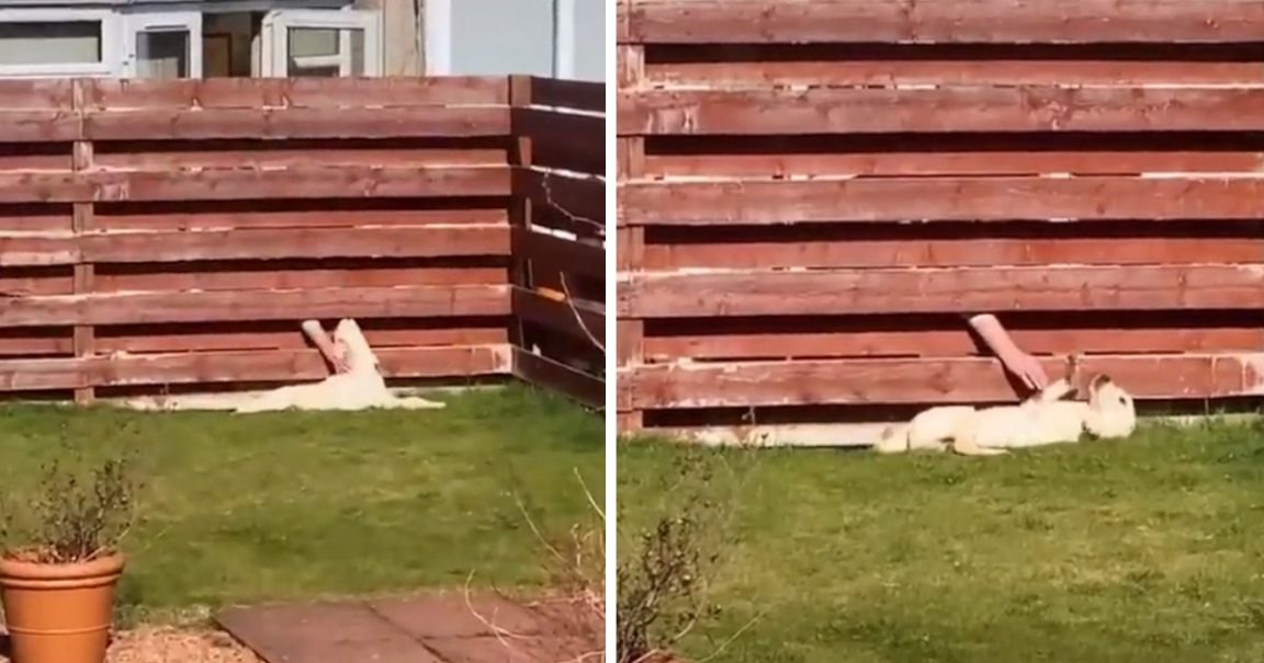 Dog Constantly Heads To The Fence When Let Out, After That Mom Sees An Arm Come Through