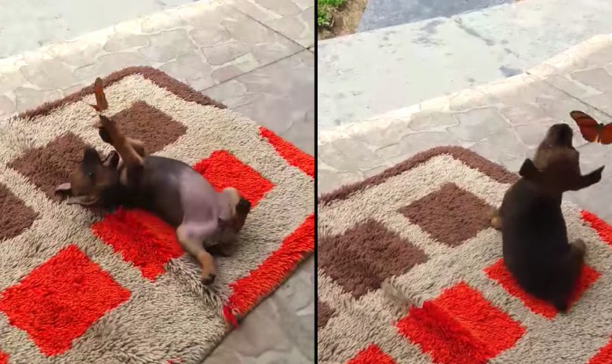 Dog Found Outdoors The Door Having A Moment With A Butterfly