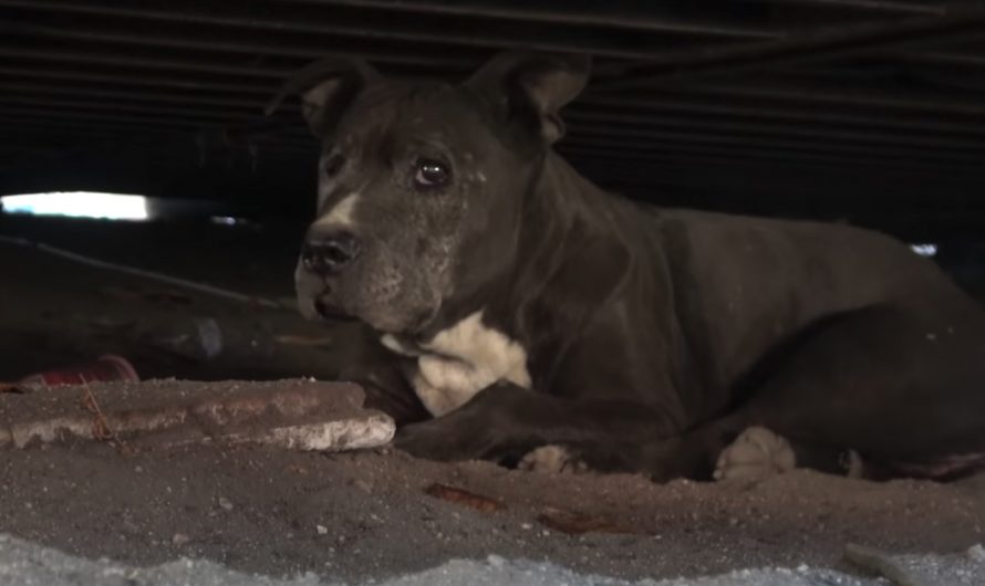 Dog Had Actually Been Living Under A Shipping Container For The Past 9 Years