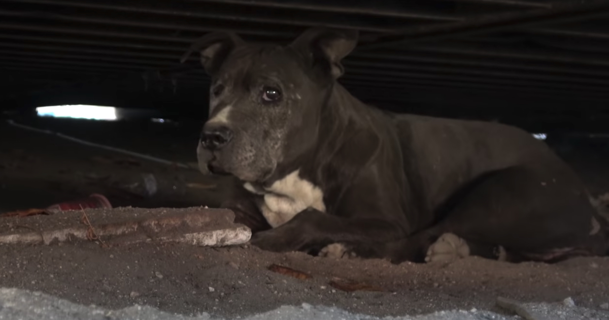 Dog Had Actually Been Living Under A Shipping Container For The Past 9 Years