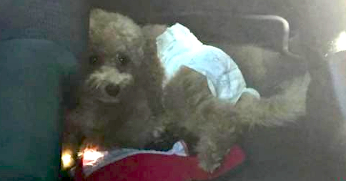 Dog Left In Very Hot Car Wearing A Baby Diaper While Family Goes Sightseeing