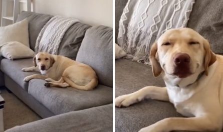 Dog Smiles When Faced By Mother Regarding The Mess He Just Made