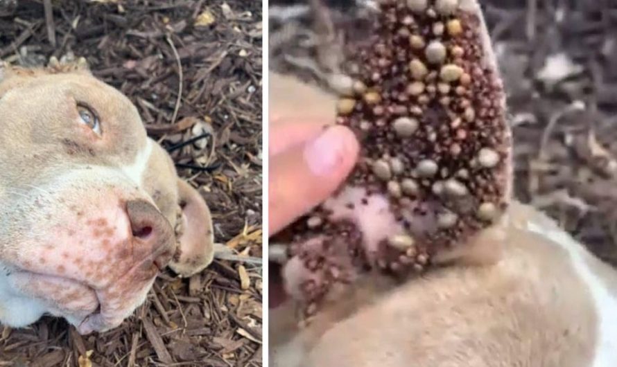 Dog Unable To Move Found Under A Tree Covered In Hundreds Of Bumps