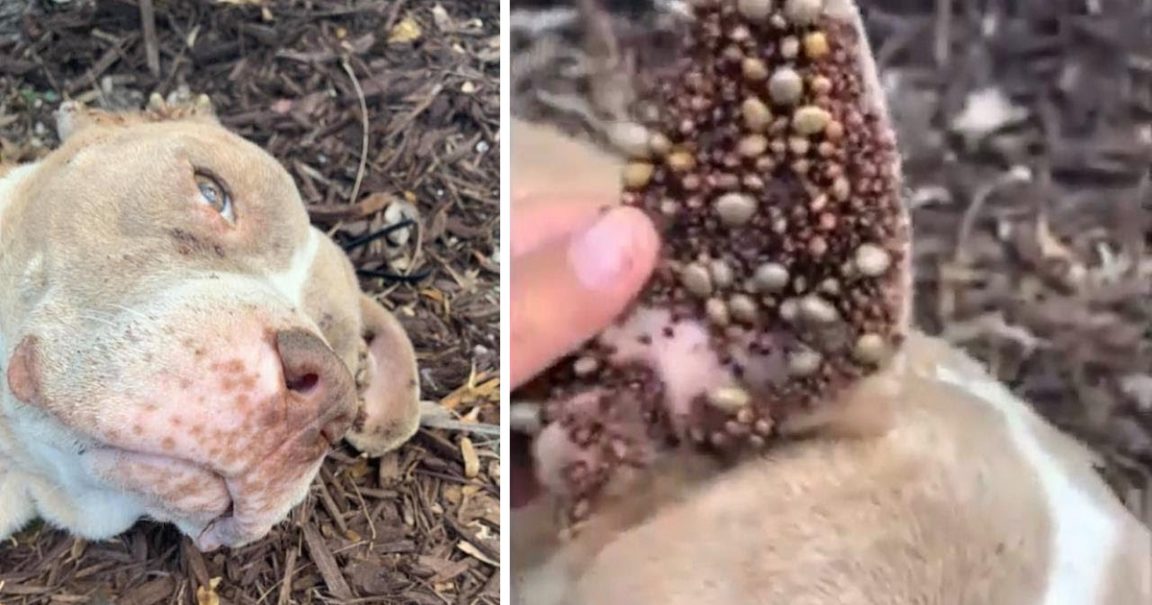 Dog Unable To Move Found Under A Tree Covered In Hundreds Of Bumps