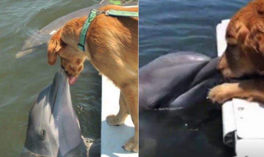 Dolphin Comes Up For Sloppy Golden Retriever Kisses