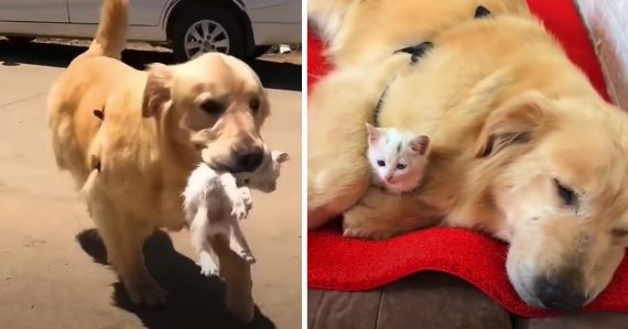 Golden Retriever Carries Stray Kitten Home To Maintain As Her Own