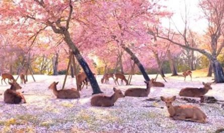 Herd Of Deer Take Pleasure In The Cherry Blossoms In A Park All To Themselves