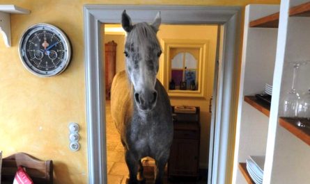 Horse Strolls Into Random Man's Home And also Makes Herself Right At Home