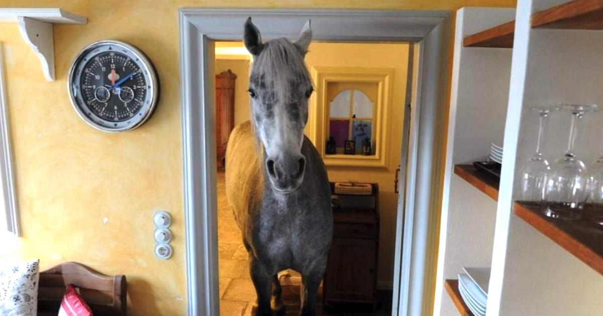 Horse Strolls Into Random Man's Home And also Makes Herself Right At Home
