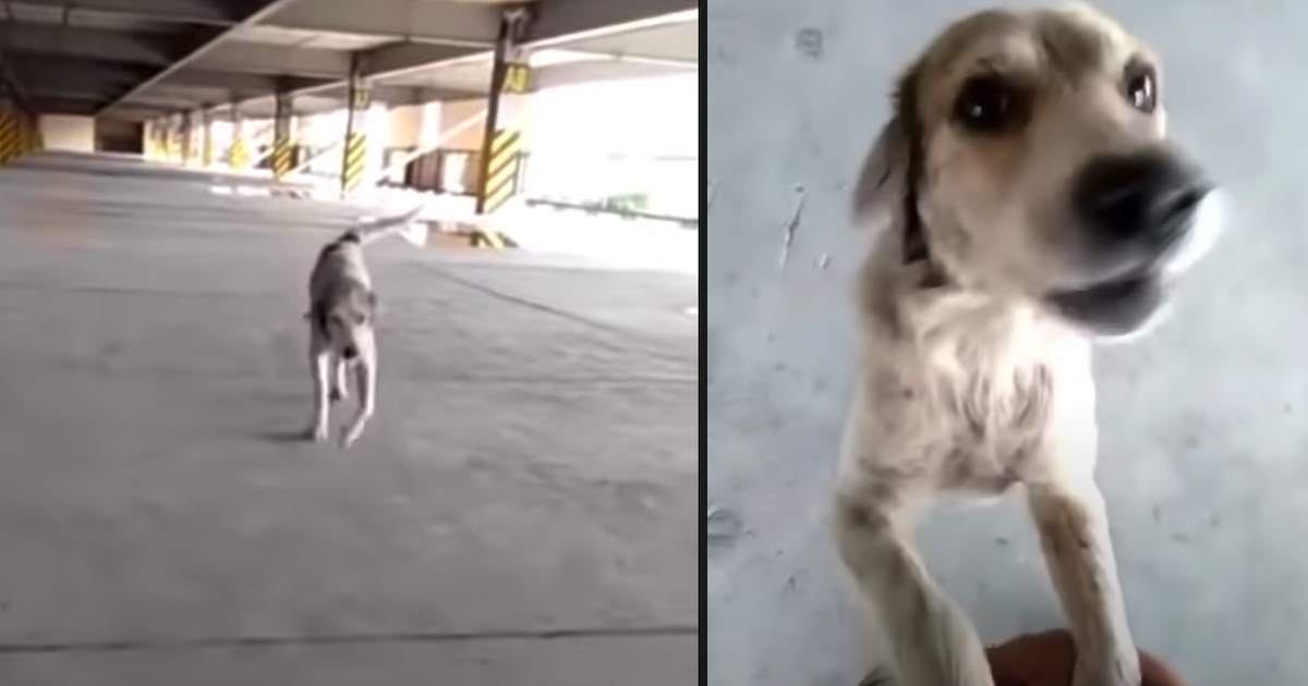 Lost Dog Cries Upon Seeing Father Again After 3 Long Months Apart